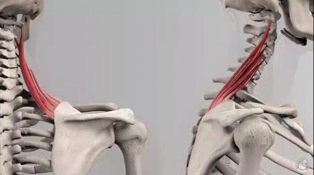 脖子肩膀酸痛的有效缓解方法,最近脖子两侧颈肩酸痛