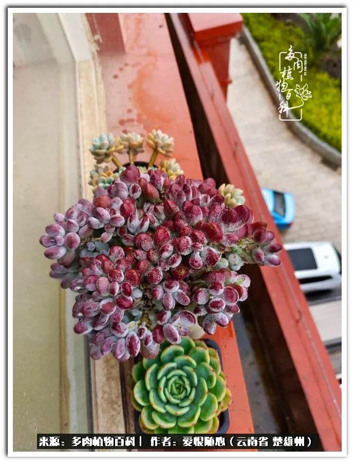 用心种好每一棵多肉,每一棵多肉都是独一无二的