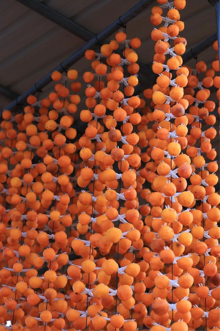 秋日好柿节,又到一年好时节