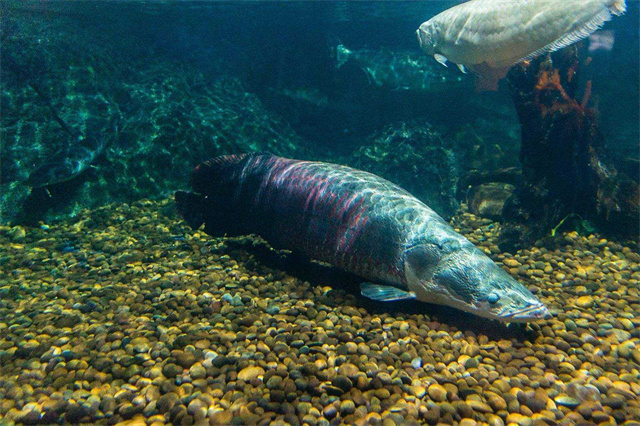 世界上撞击力最猛的生物,世界上杀伤力最强的五种生物