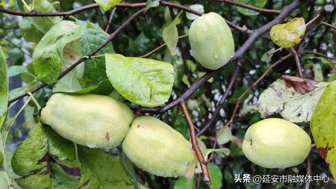 陕西宾馆迎来最佳观花赏景季节,陕西宾馆内景色