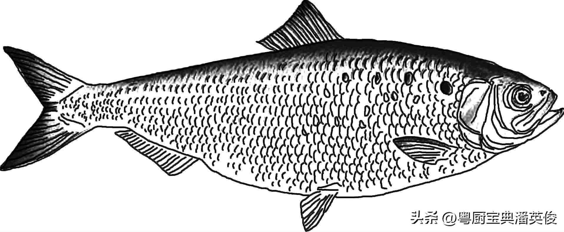 秋季时令鲥鱼,新鲜鲥鱼小知识