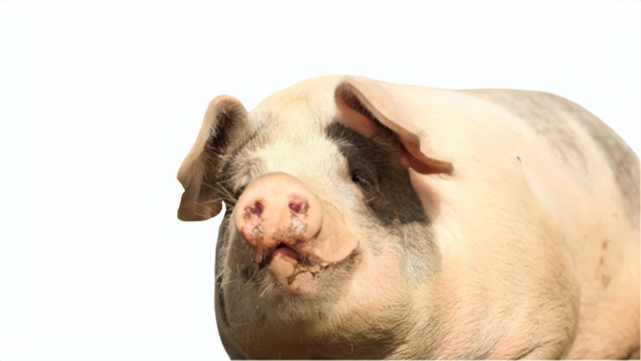 母猪产前饲喂正确方法,母猪产前喂食的正确方法