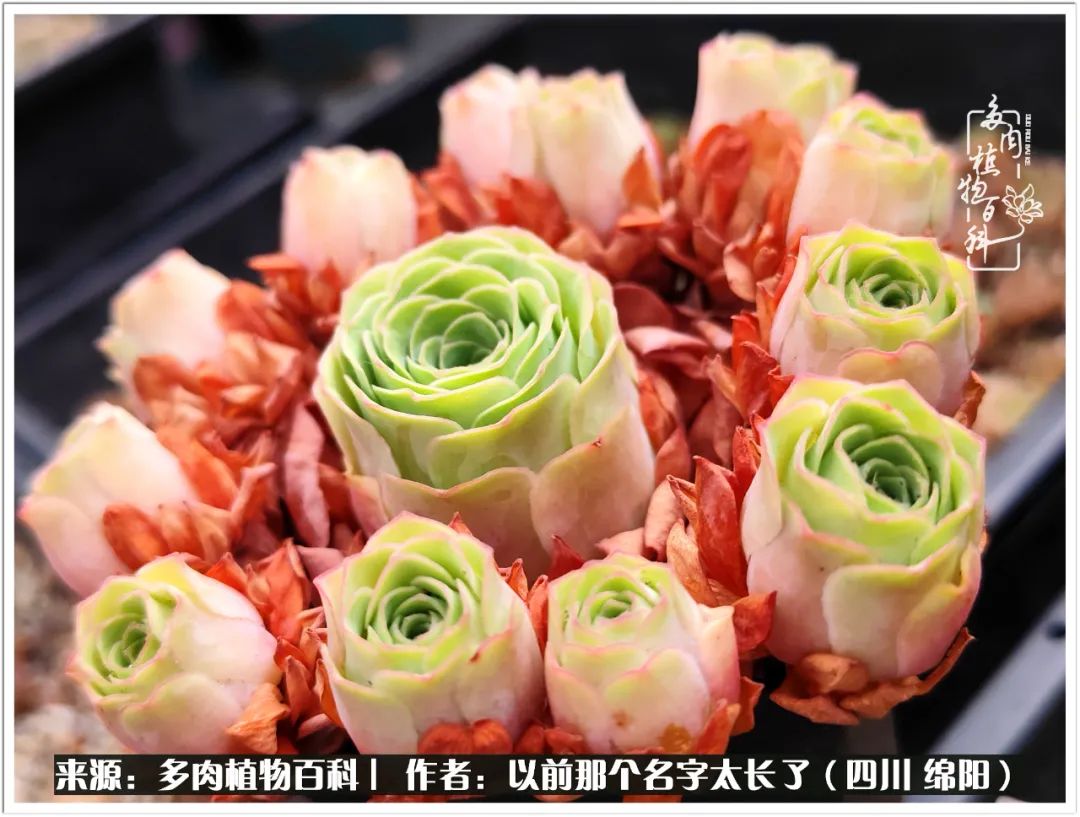 夏天山地玫瑰,小清新山地玫瑰