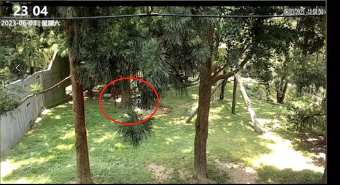 6.3日小奇迹崽崽:快给本崽崽多多上供能吃的竹子和竹笋