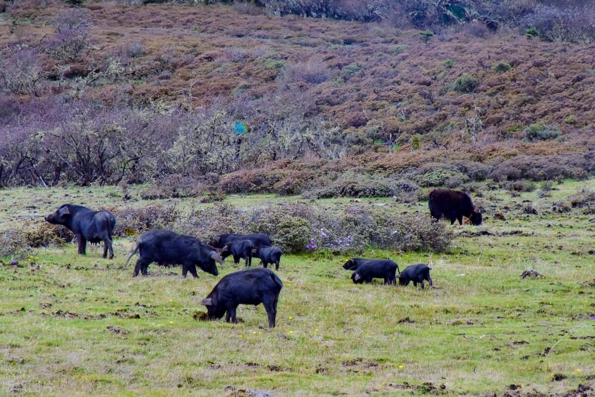 藏南林芝管辖地图,西藏藏南林芝县