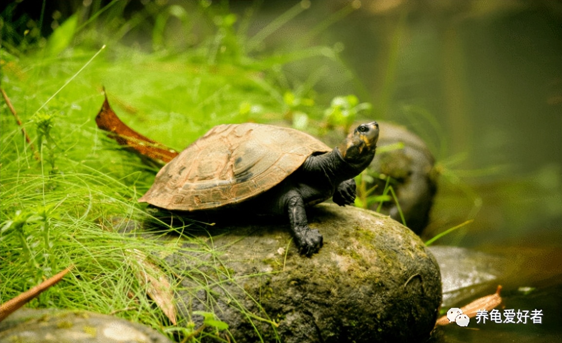 新手养龟建议养多大的呀,养龟的正确方法和环境