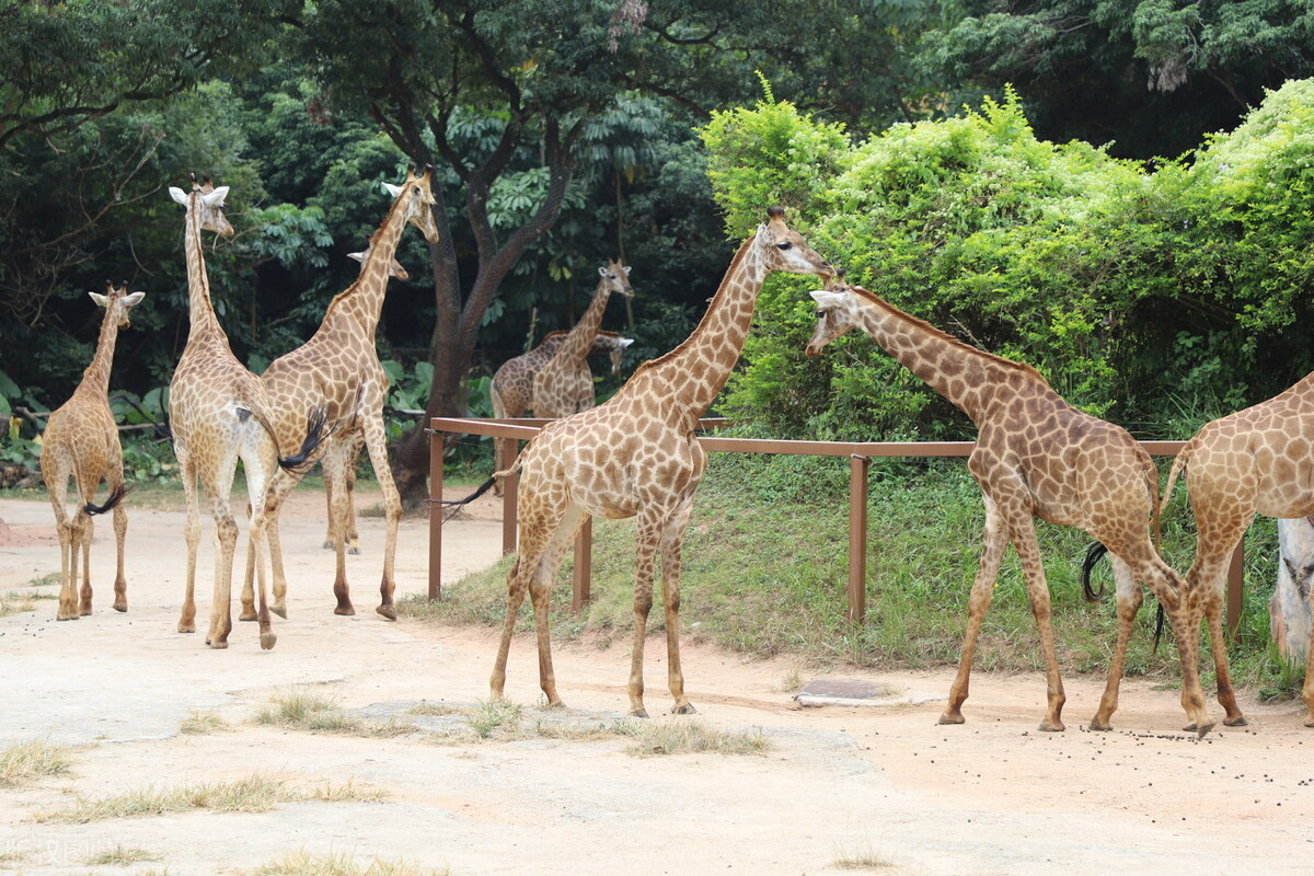 深圳周边温泉亲子游玩推荐,深圳元旦假期亲子游玩好去处