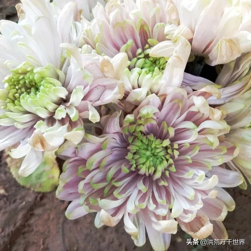 中国十大稀有珍贵菊花品种图片,一年四季开花的菊花有哪些品种