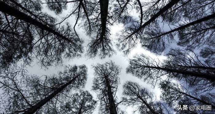 天猫优品和京东专卖店谁有优势,天猫优品和京东家电哪个优势大