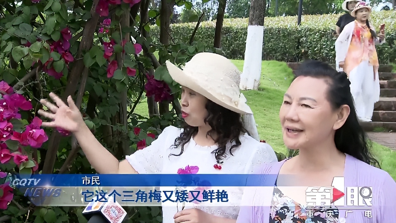期待已久的三角梅绚丽多彩,街边的红紫三角梅艳丽开放