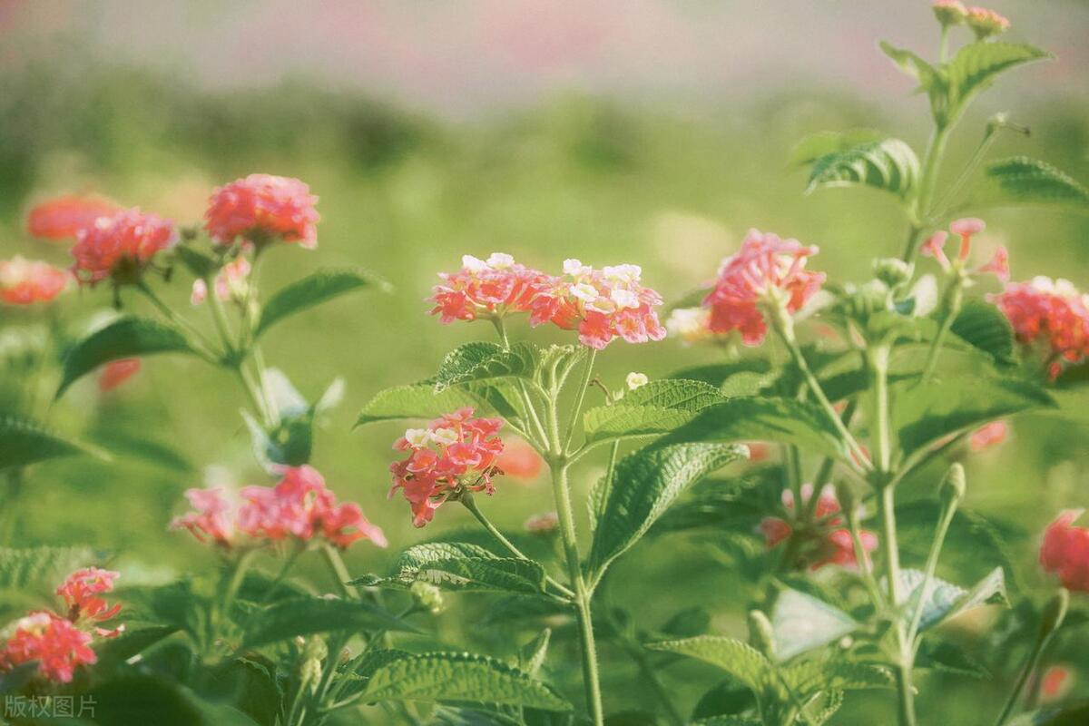 【董元奔词牌风情】之：流连难舍“陌上花”