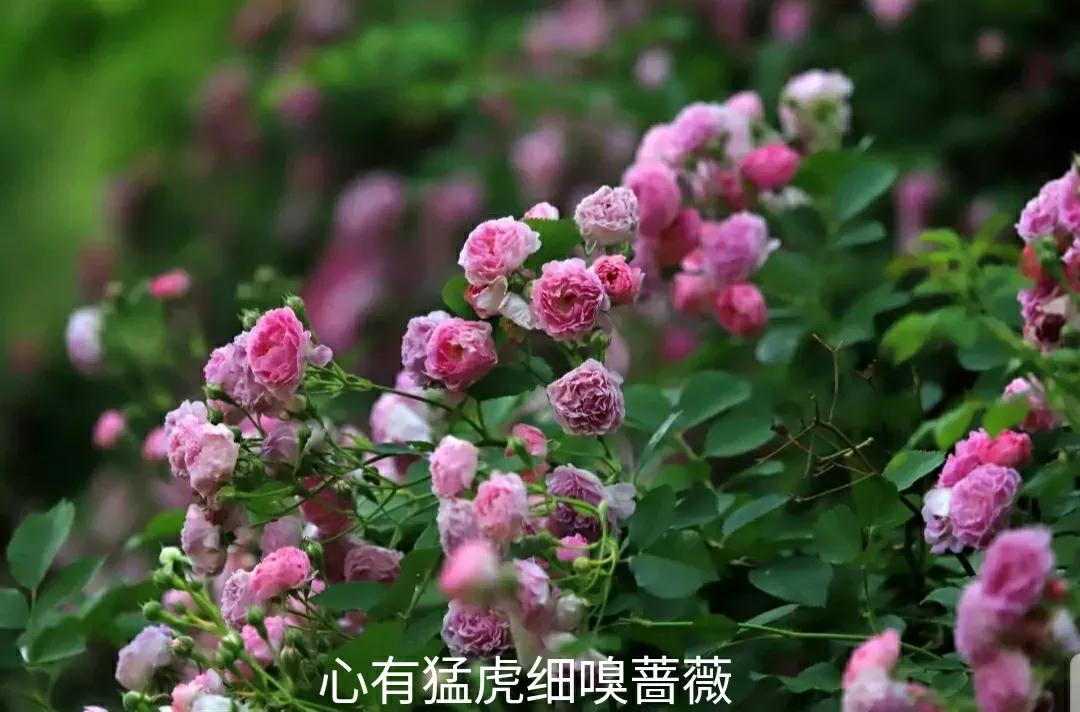 月季玫瑰蔷薇三姐妹的区别,月季蔷薇和玫瑰哪个更好看