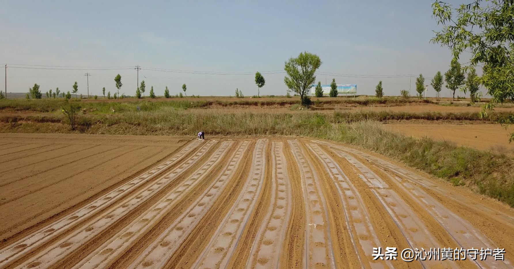 最美职工化身谷子田里“新农人”--公司超千亩连片基地春播掠影