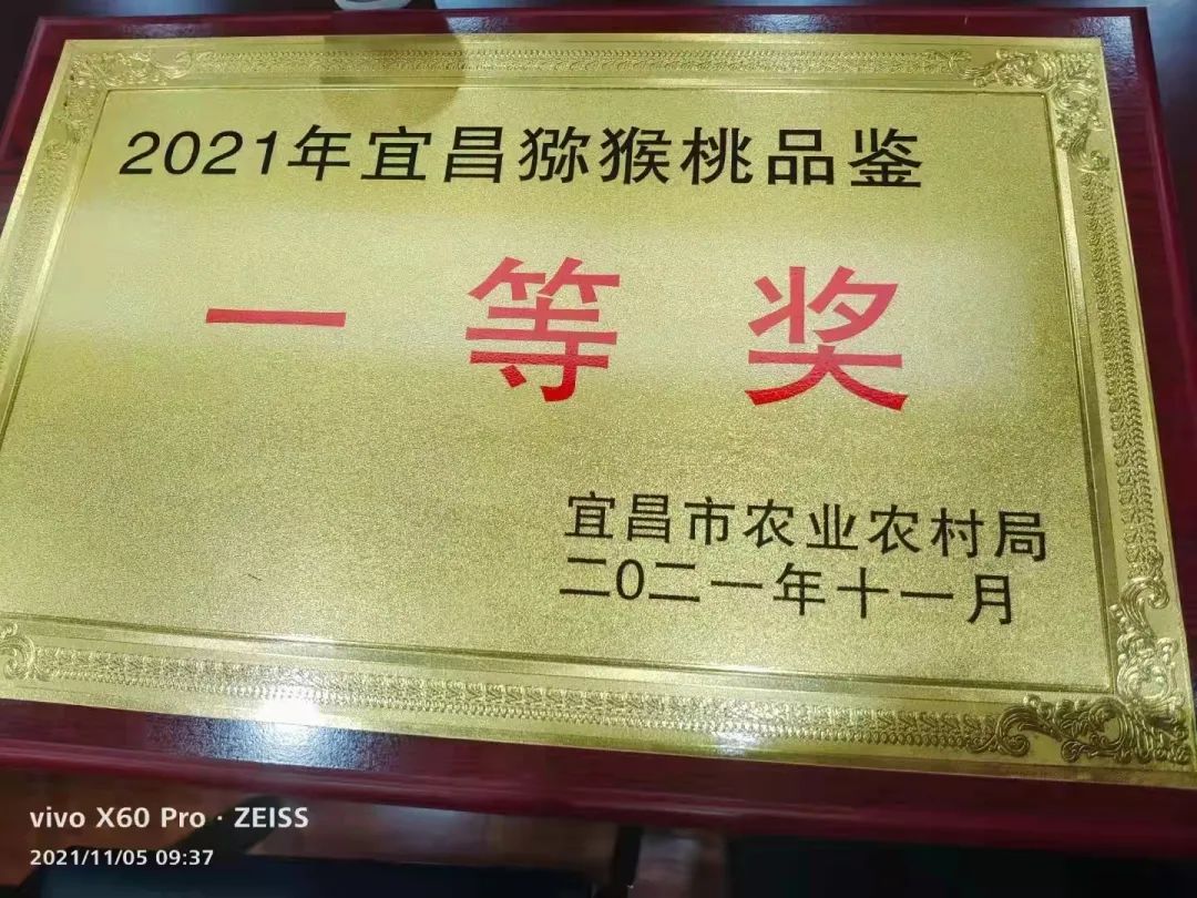 五峰：【乡村振兴】“猕”生情缘，家门口的致富经！