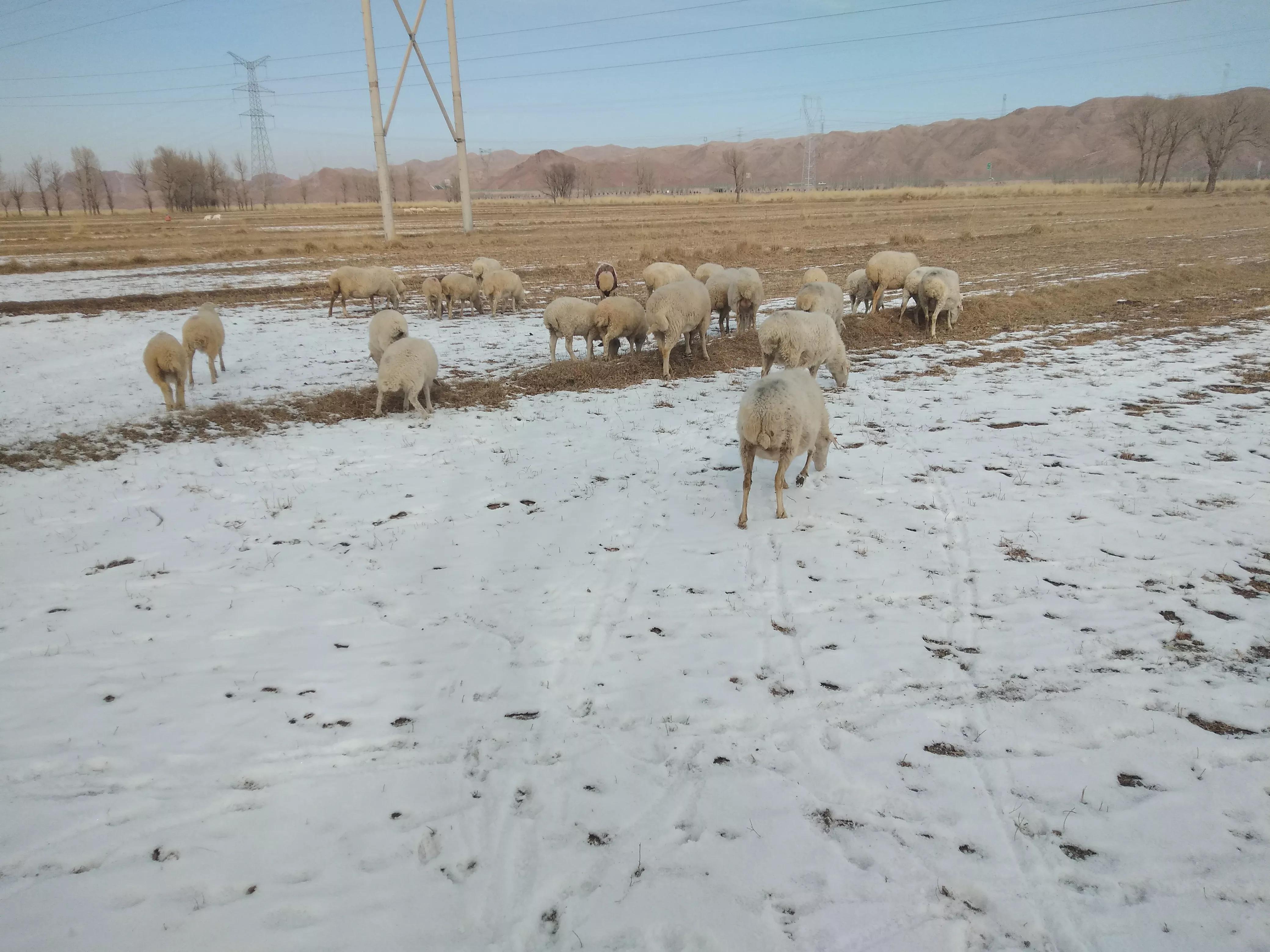 养羊的现实状况,养羊十大陷阱事件