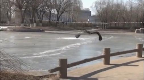 辽宁男子救助秃鹫,沈阳救助秃鹫