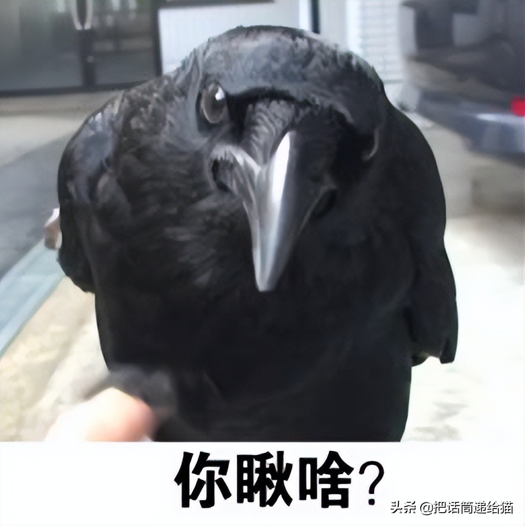 女孩救下一只差点被货车撞死的猫,小女孩救下乌鸦被夺走眼睛