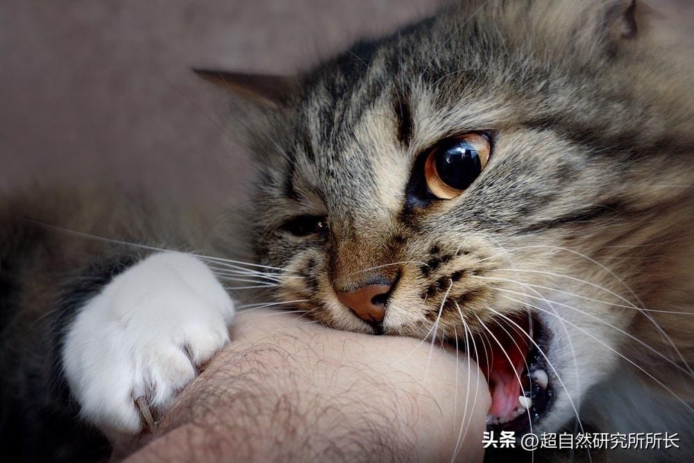 被狗咬了太可怕,被狗咬了才知道疼