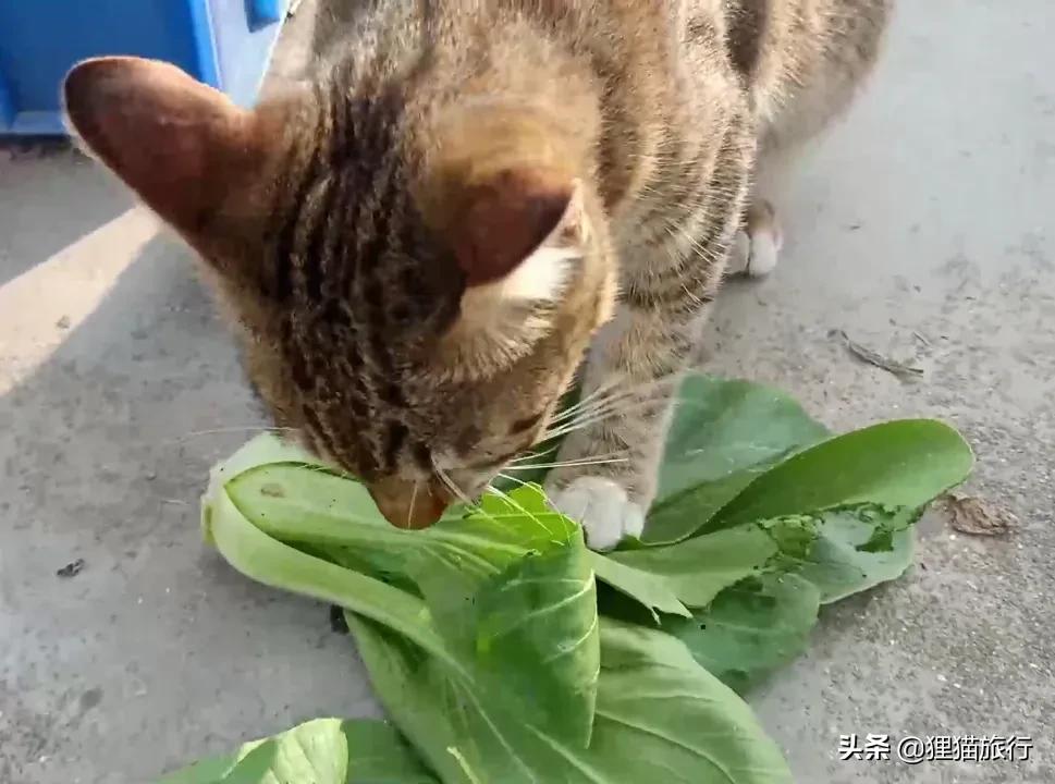 以“上海”命名的蔬菜——上海青，也叫瓢儿白、油白菜、青菜