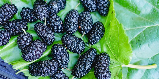 新鲜桑葚和干桑葚有什么区别功效,桑葚和桑葚的功效区别