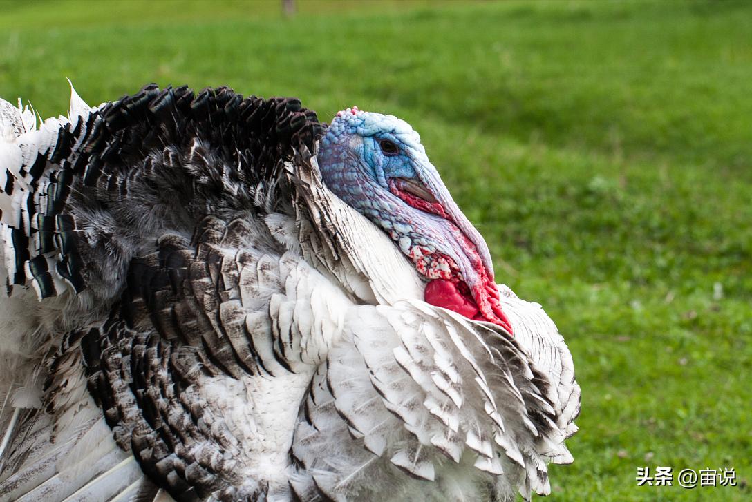 火鸡是否适应寒带地区养殖,火鸡养殖及营养价值