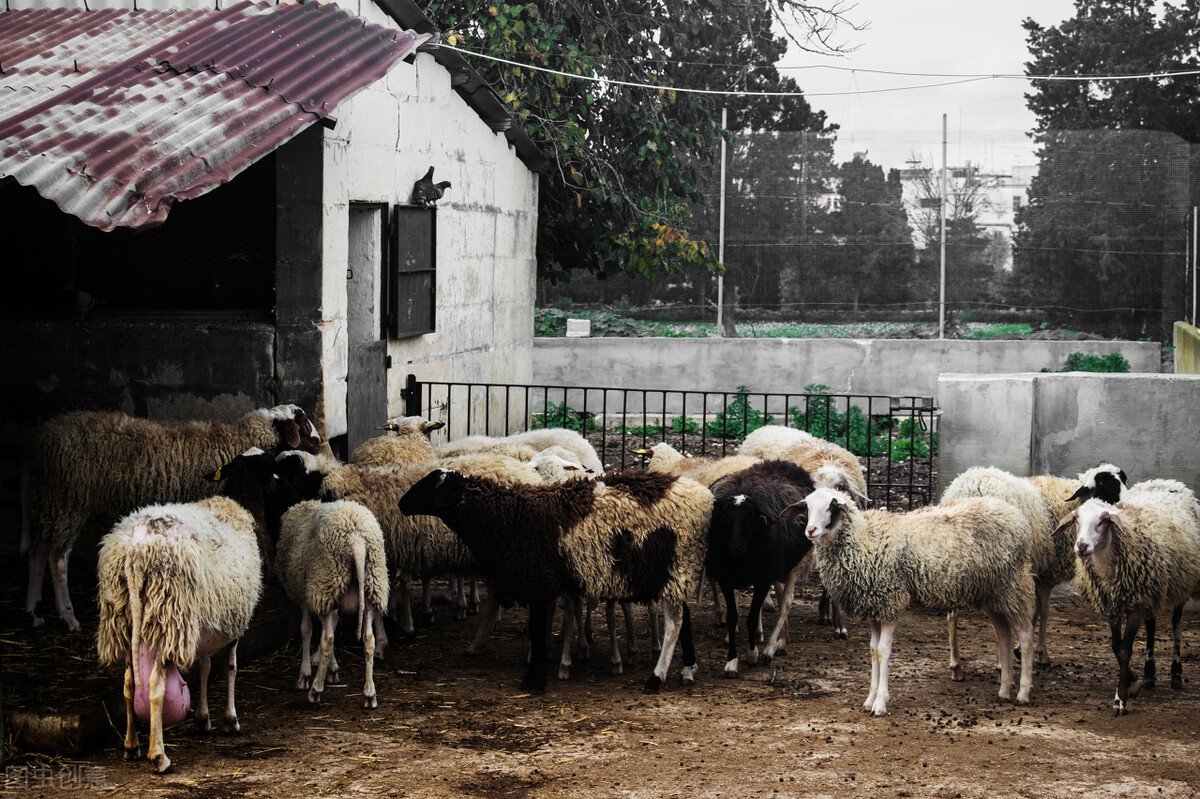 羊了个羊世界通关的攻略,羊了个羊世界的通关攻略