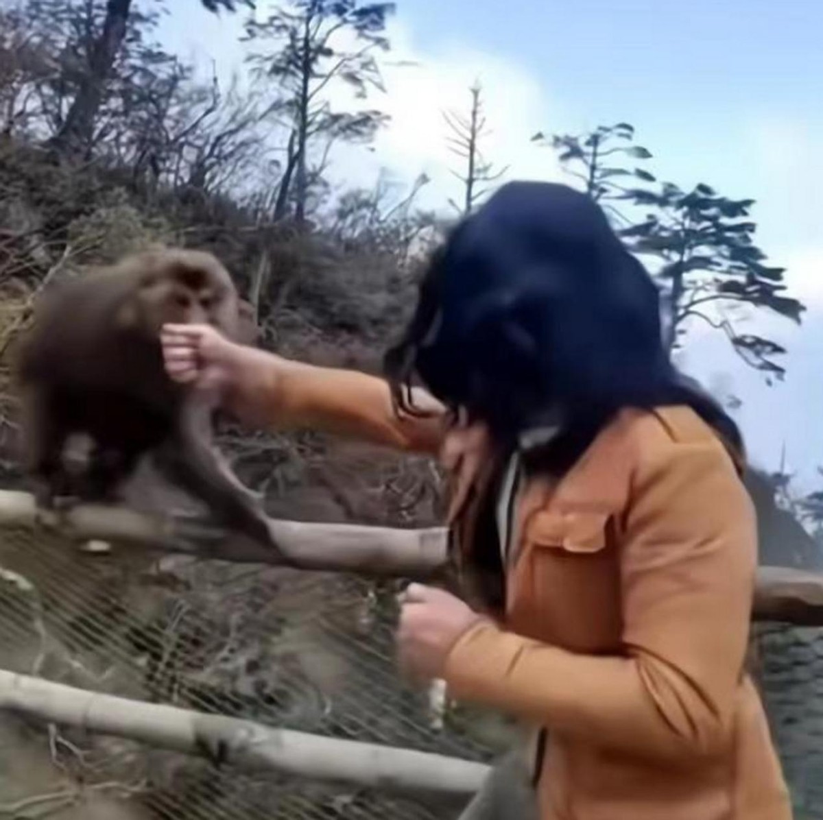 怒江金丝猴和峨眉猴干架,金丝猴遇上峨眉山猴子会发生什么