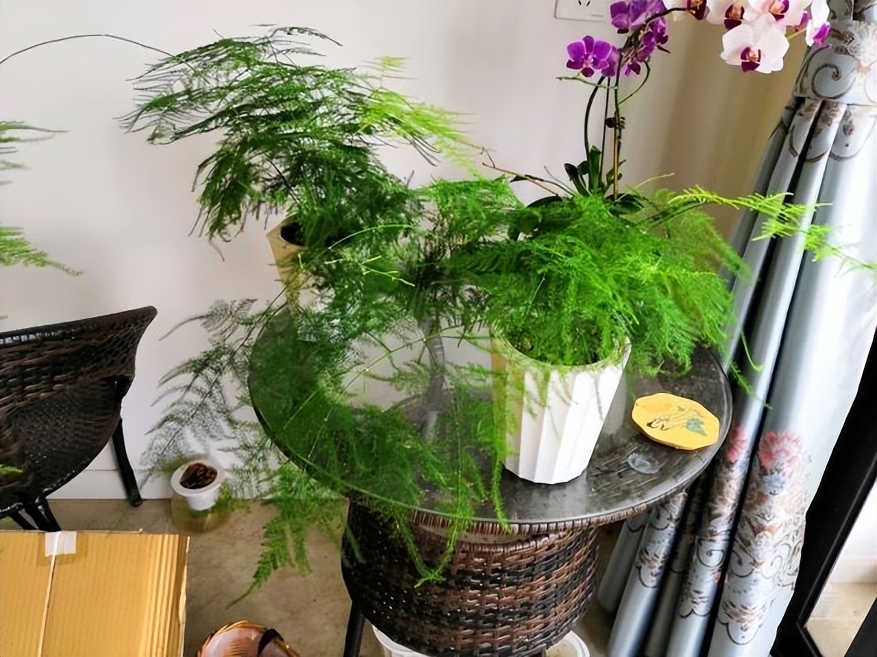 花卉养殖的技巧室内养什么花最好,什么大型花卉比较耐阴又好养