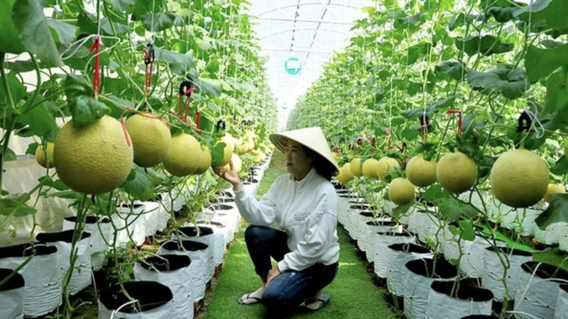 种植业什么最赚钱农村,农村种植创业成功的方法有哪些