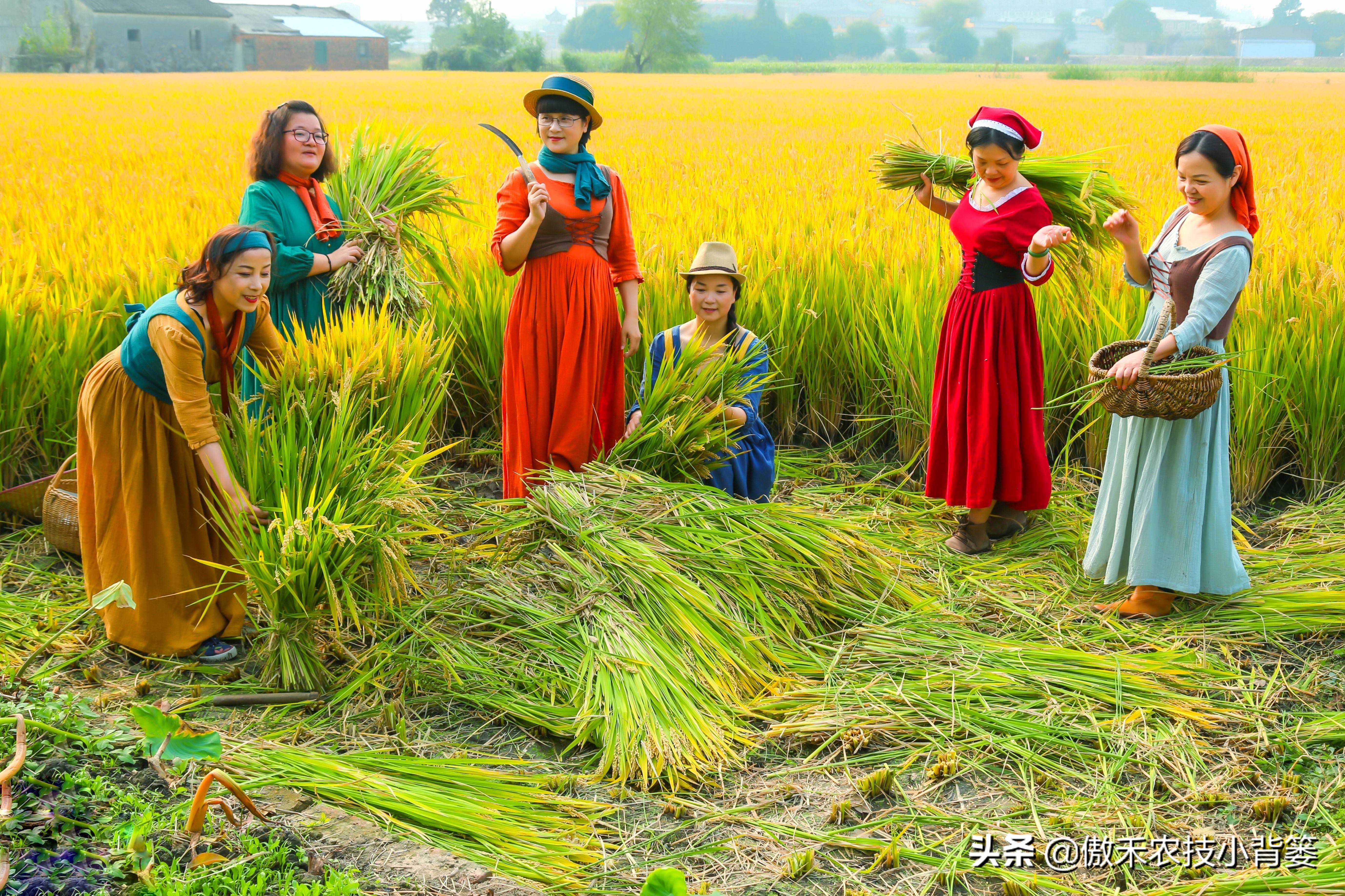 杀虫剂吡虫啉好还是啶虫脒好,杀虫剂吡虫啉的特性及使用方法