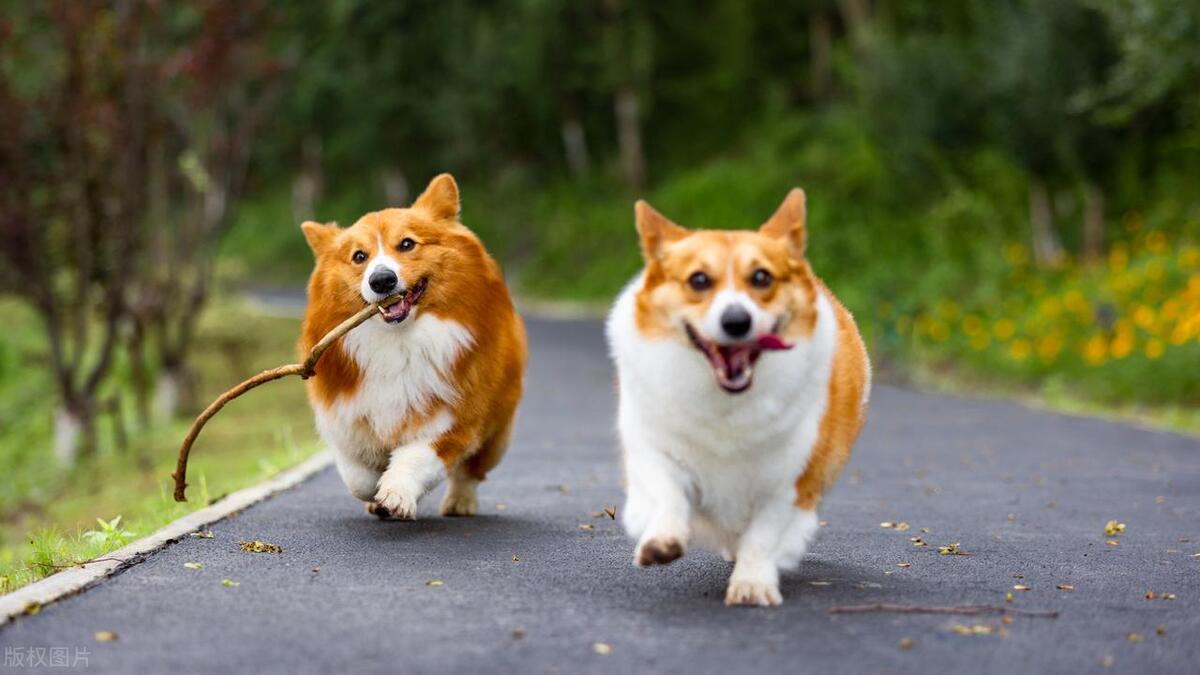 夏天养狗味道大怎么办,夏天养狗要注意的事项