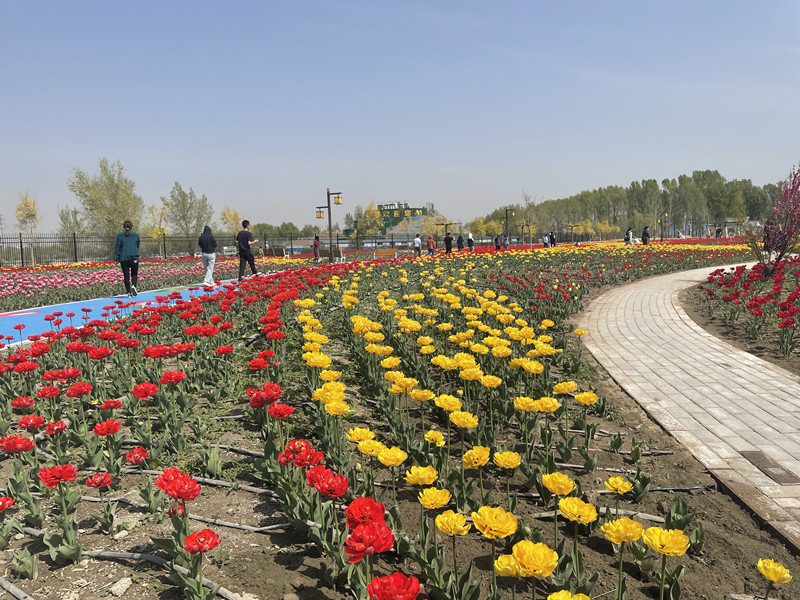 郁金香旅游节攻略,五家渠青格达湖郁金香免费吗