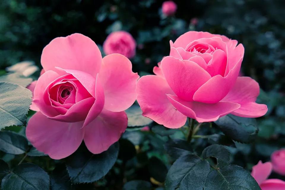 520适合发朋友圈的配图爱情,入目无别人四下皆是你英语