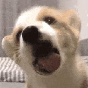 狗狗挑食怎么纠正,狗狗挑食怎么办教你四招轻松解决