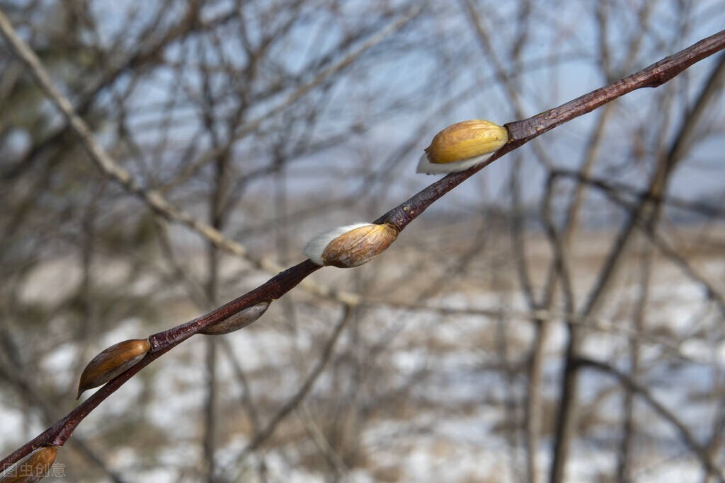 古诗词中柳代表什么,古诗词中有柳的诗句