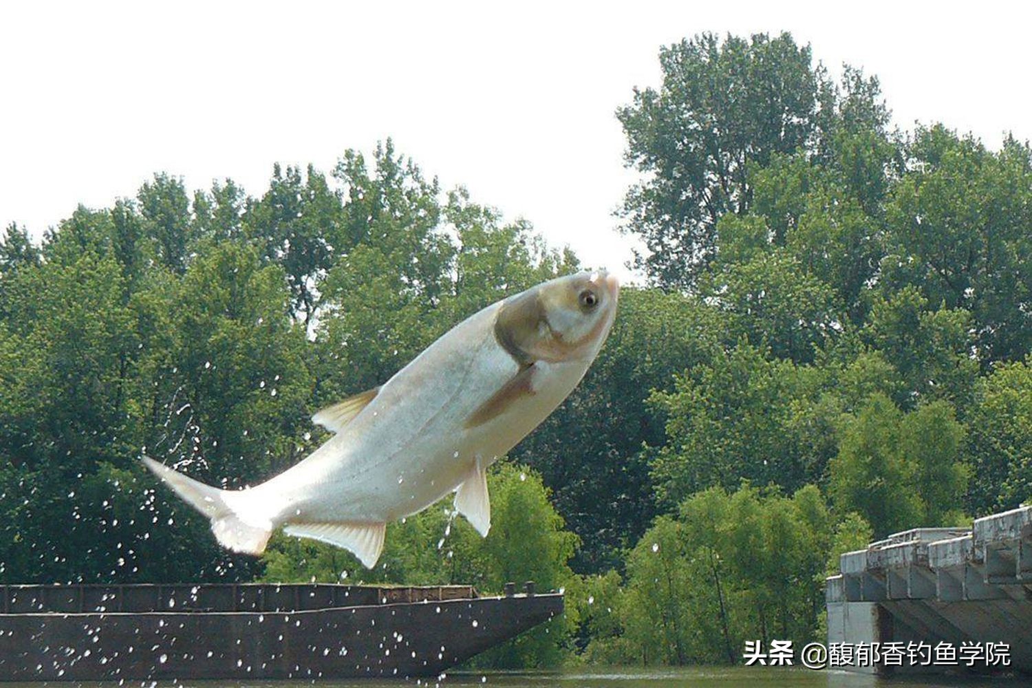 钓鱼缺氧没口怎么办,水体缺氧如何快速解决