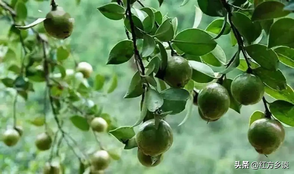 赣南茶油你以为只能用来炒菜吗?