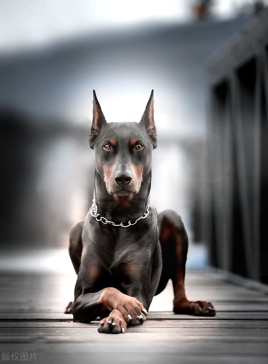 狗狗智商排行榜第一名是什么狗,狗狗智商的排名前30最新