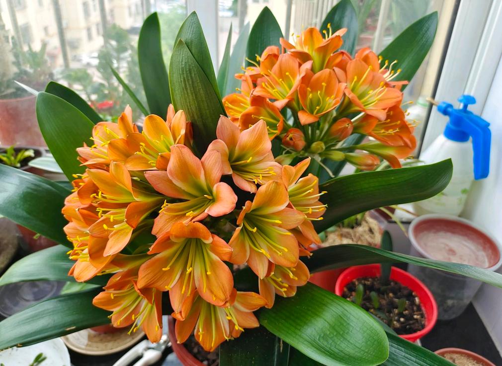 君子兰什么时候可以矫正叶子,君子兰一季看花三季看果四季观叶