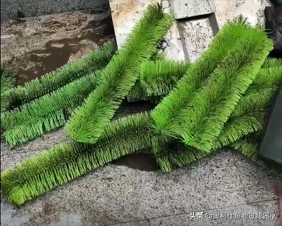 锦鲤鱼池清洗方法,鱼池里锦鲤总是死