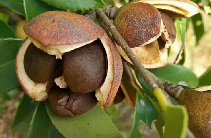 洗头不再用洗发水？用它轻松改善头皮屑，还不掉发！（湘村里）