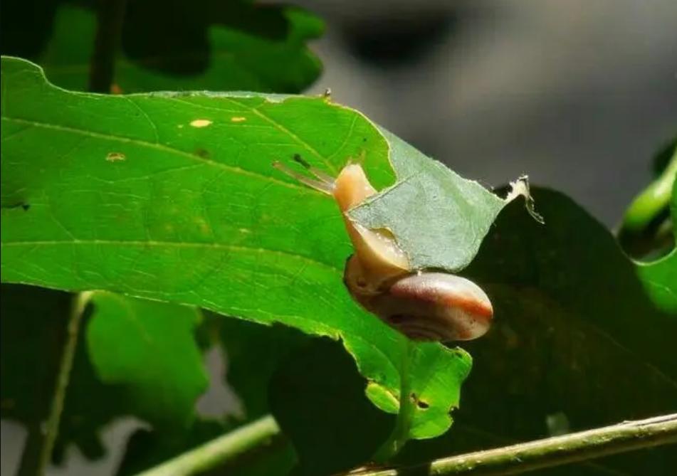 非洲野味入侵全球:中国吃货在这种巨型蜗牛面前,压根狂不起来