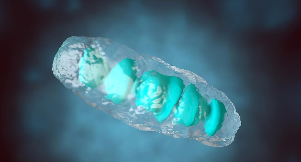 人体需要补充矿物质维生素吗,人体需要补充辅酶吗