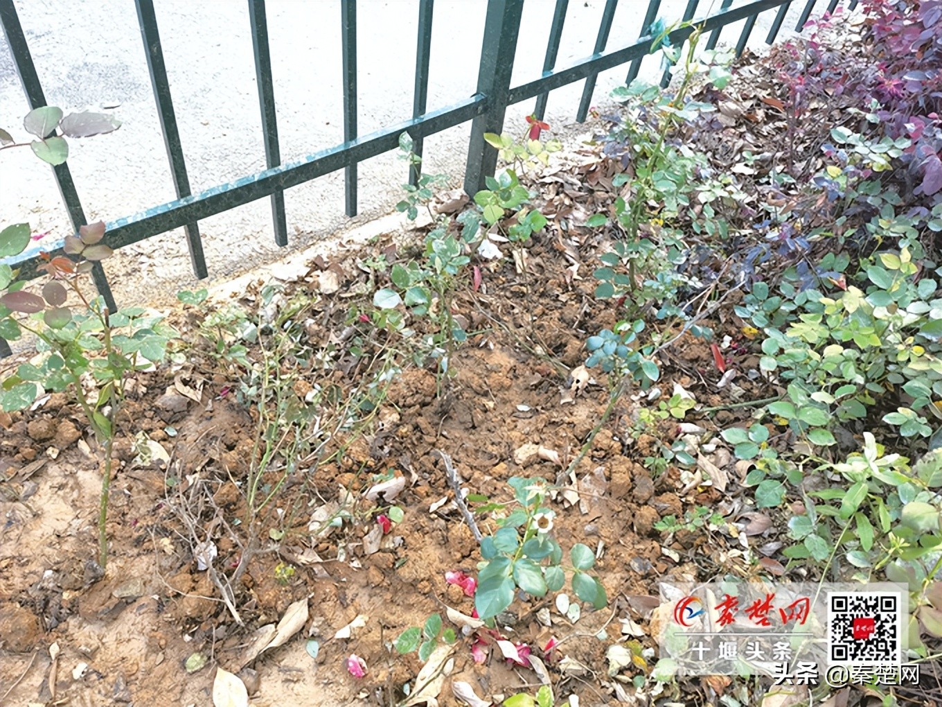 湖北十堰野猪泛滥成灾,湖北十堰野猪视频