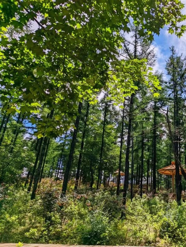 夏幽·嗨玩|全部免费！莲花山徒步宝藏地推荐！