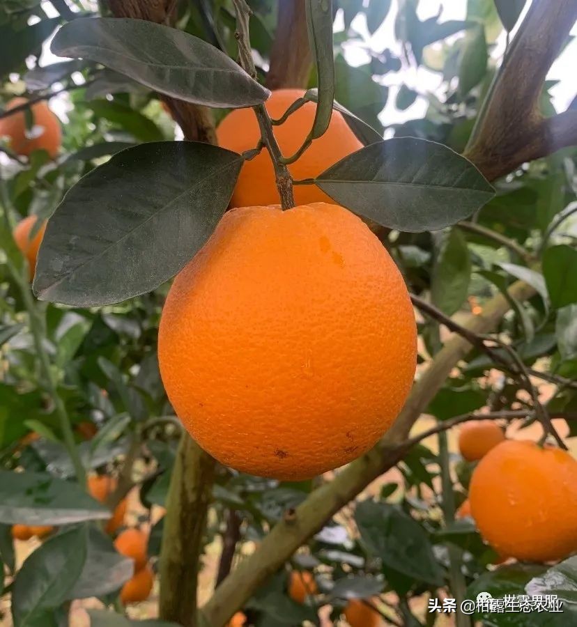 最有潜力的柑橘新品种是哪种,金桂蜜春橙简介