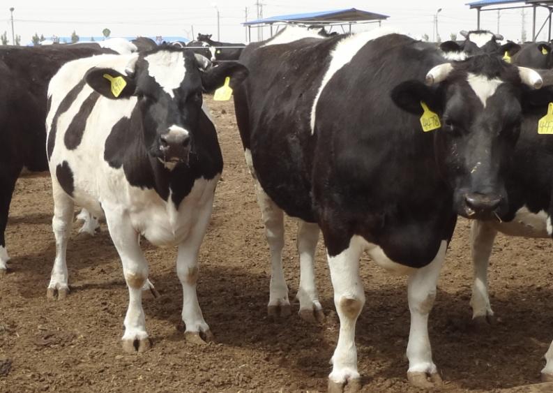 挤压豌豆作为有机高山农场奶牛饲料，为奶牛提供大豆蛋白是否可行