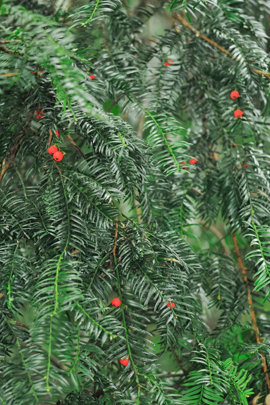 绿色狂想曲,绿色狂想曲三年级