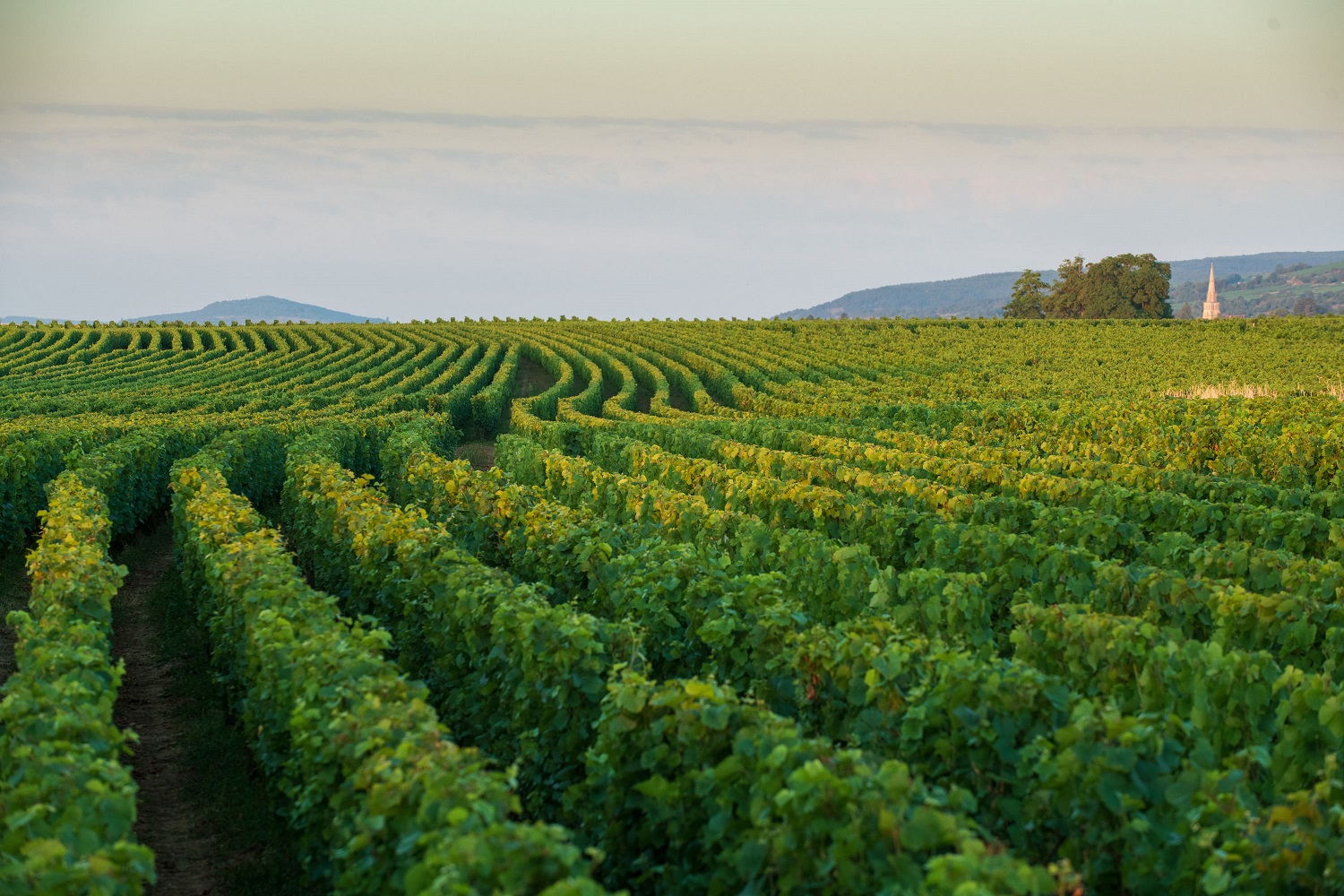 读懂勃艮第,勃艮第进行时